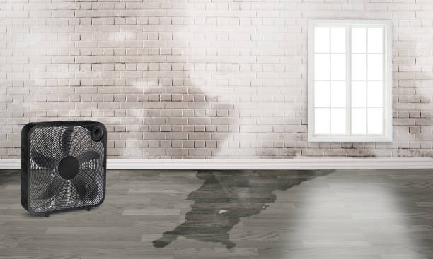 Best Carpet water damage restoration  in Mcguire Af, NJ